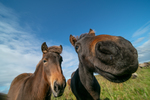 Bigstock-funny-horse-in-fisheye-lens-a-261238759-fp-1652777318